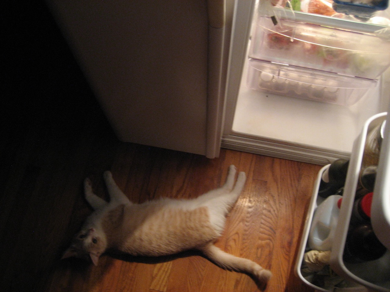 cat